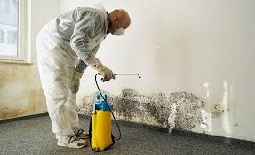 Mold Odor Removal Services in Gila Bend, AZ