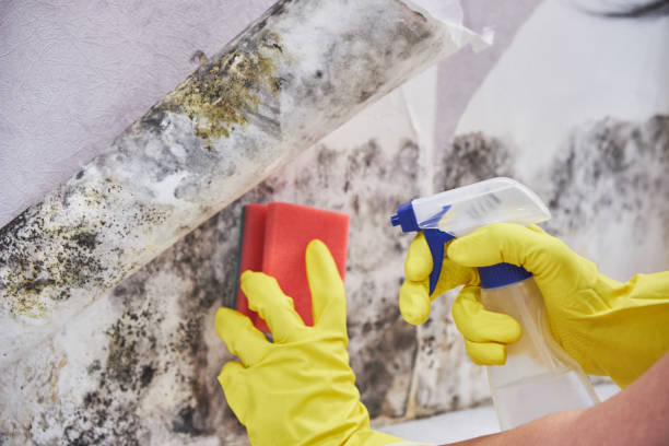 Best Emergency Mold Remediation  in Gila Bend, AZ